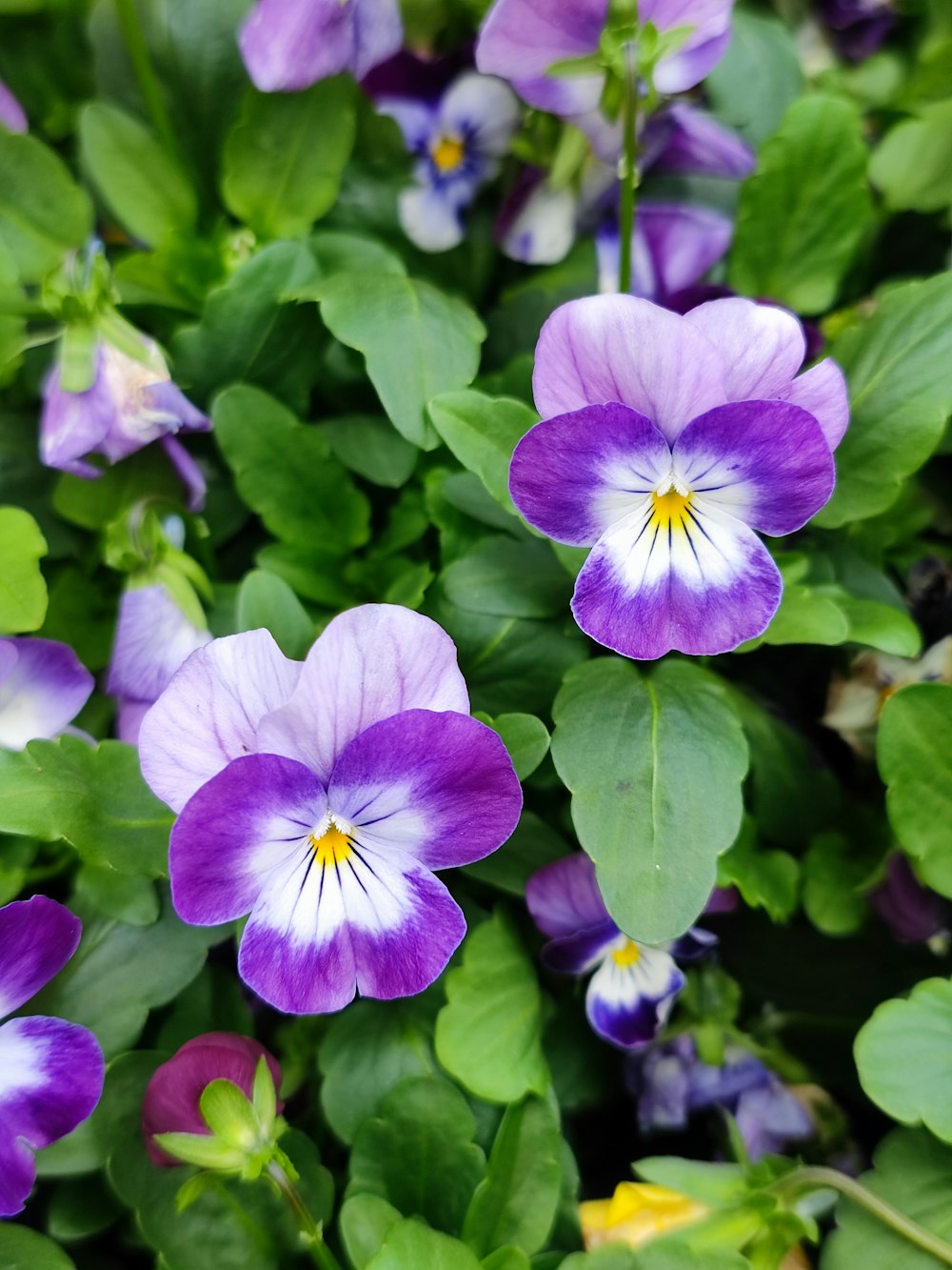 a group of purple flowers with green leaves