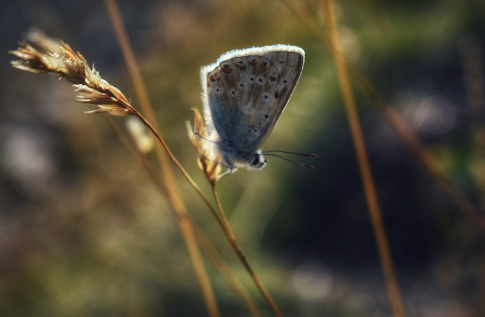 una pequeña mariposa azul sentada encima de una hierba seca