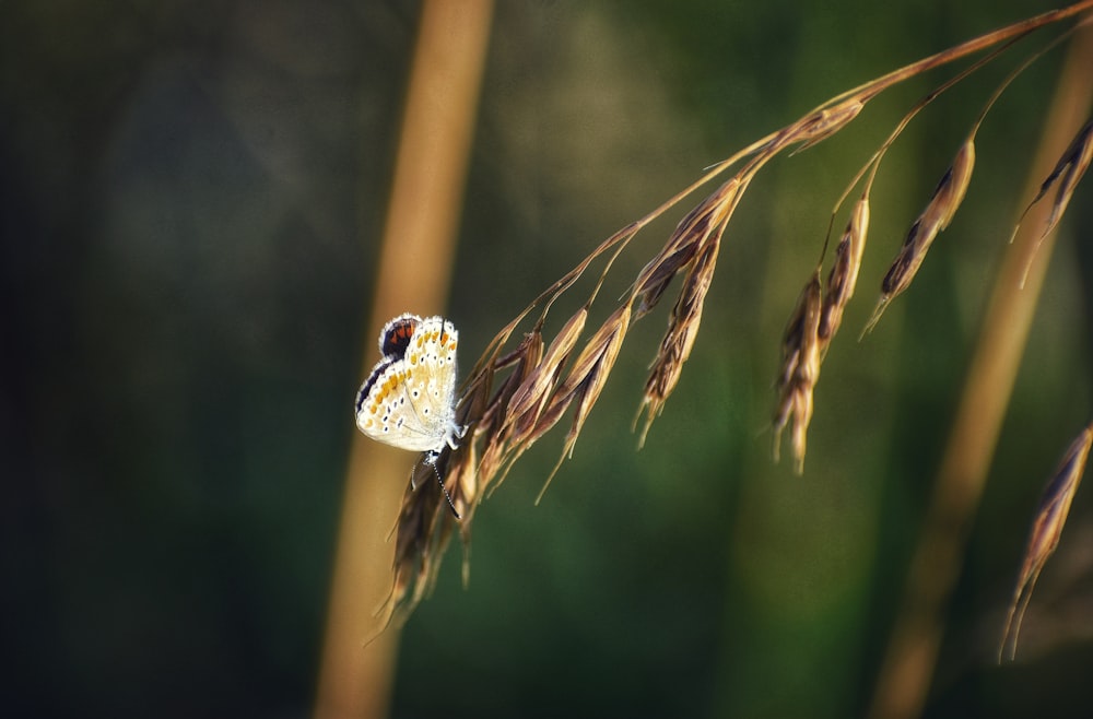 una pequeña mariposa sentada encima de una planta