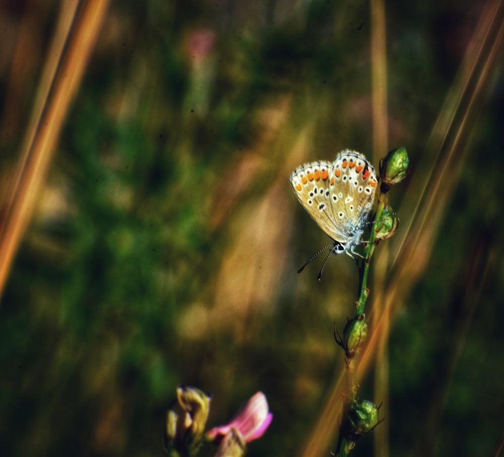 a small butterfly sitting on a flower in a field