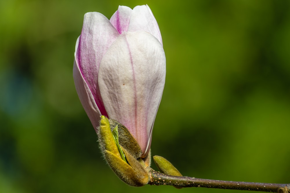 un primo piano di un fiore su un ramo di un albero