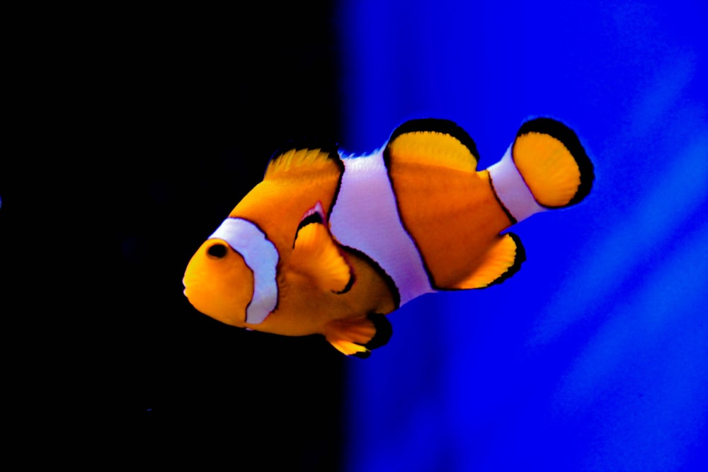 un poisson-clown dans un aquarium regardant la caméra