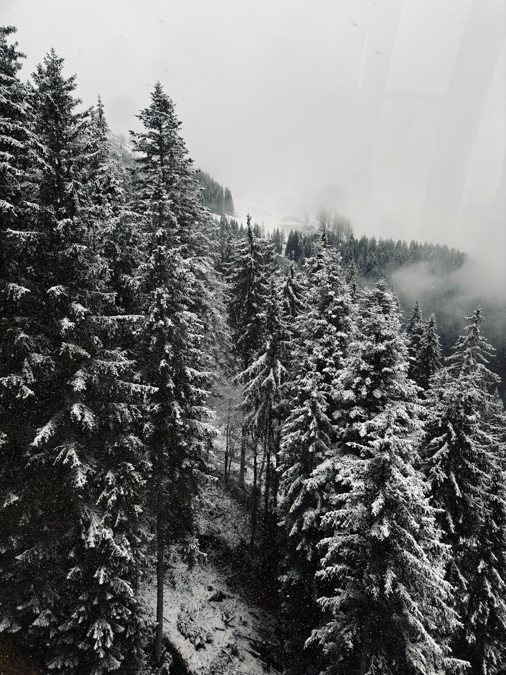a view of a snowy forest from a train window