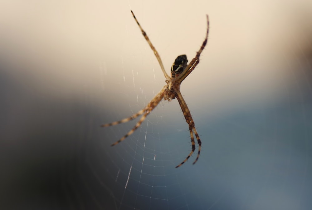 a close up of a spider on its web