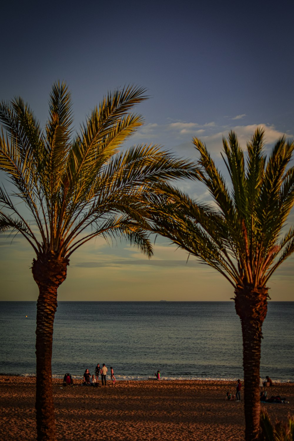 a couple of palm trees sitting on top of a sandy beach