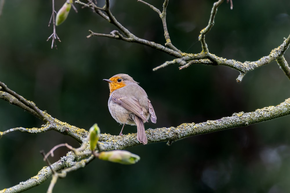 a small bird perched on a tree branch