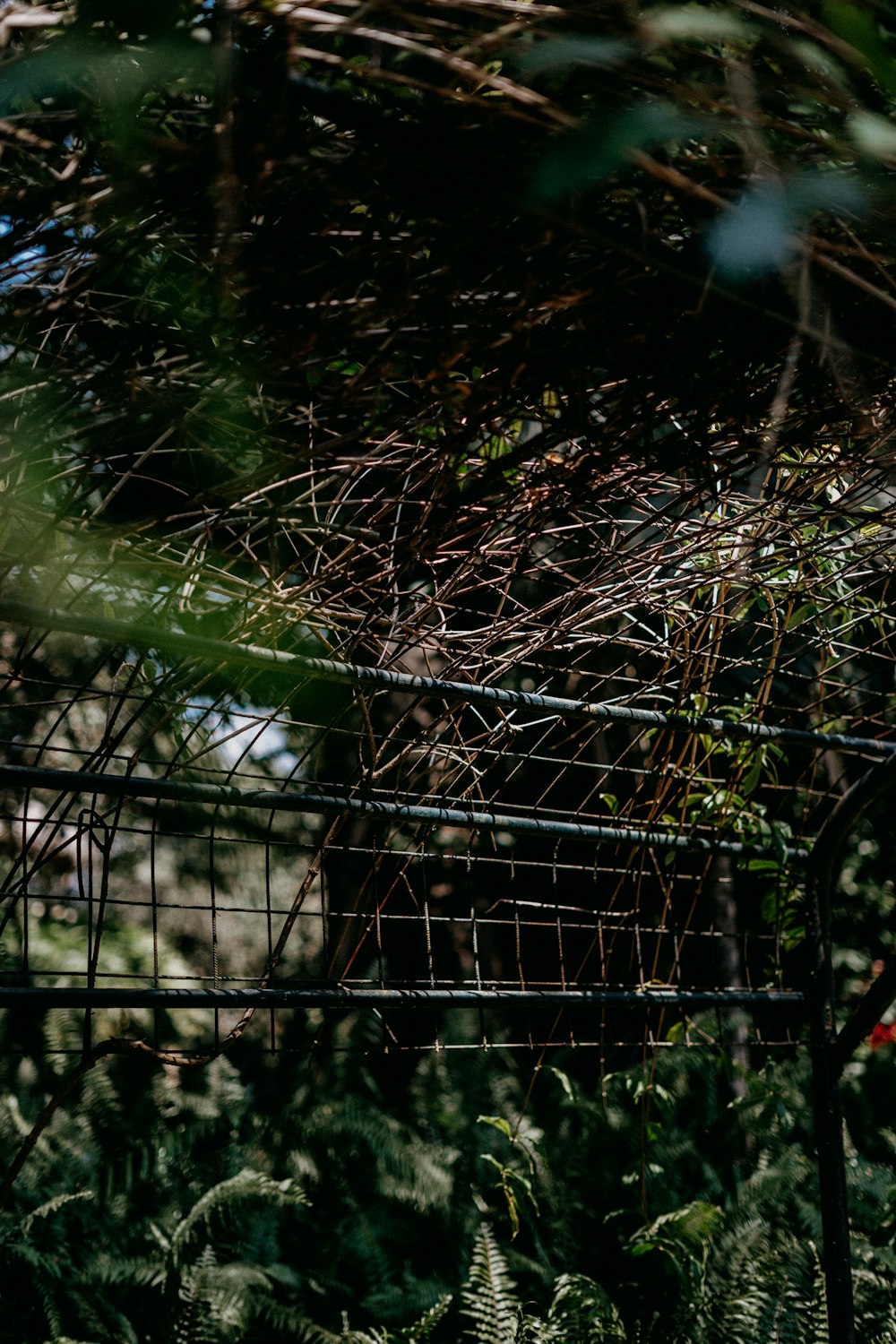 a giraffe in a fenced in area surrounded by trees