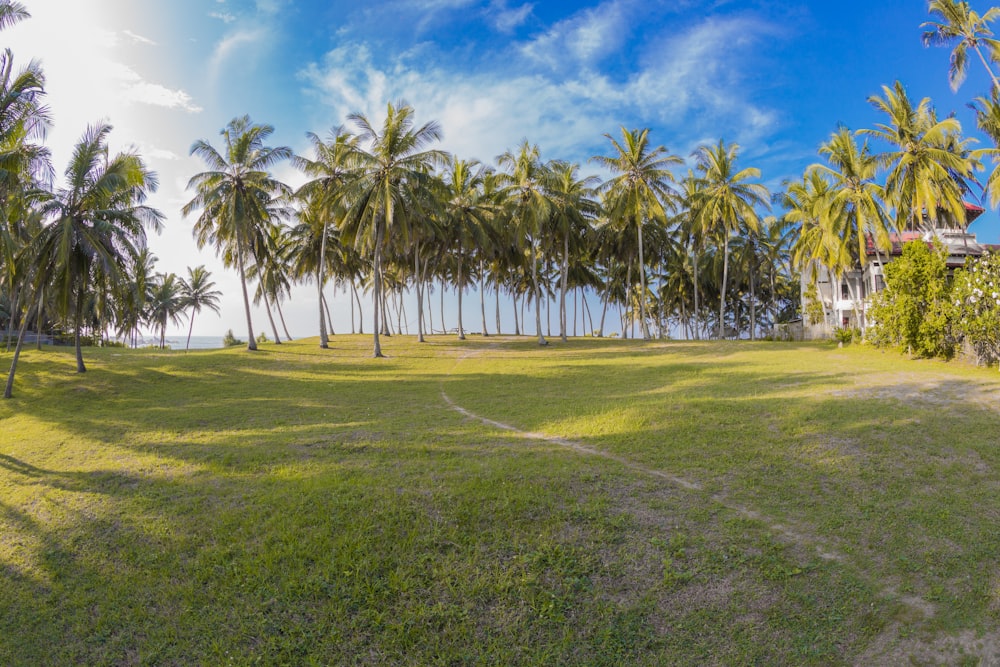 a grassy area with palm trees and a house in the background