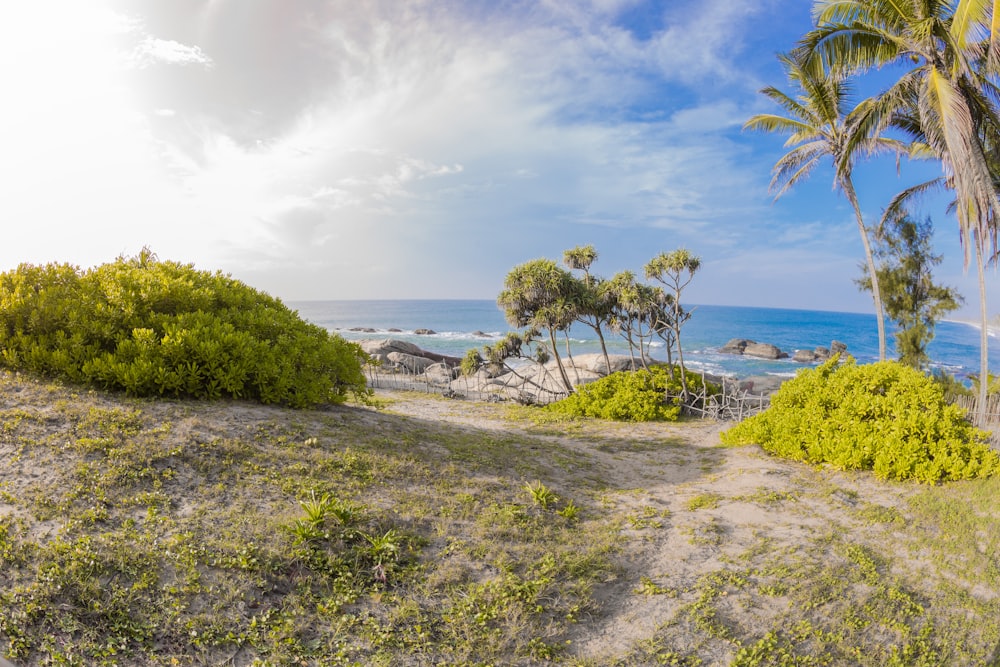 a sandy beach with palm trees and the ocean in the background