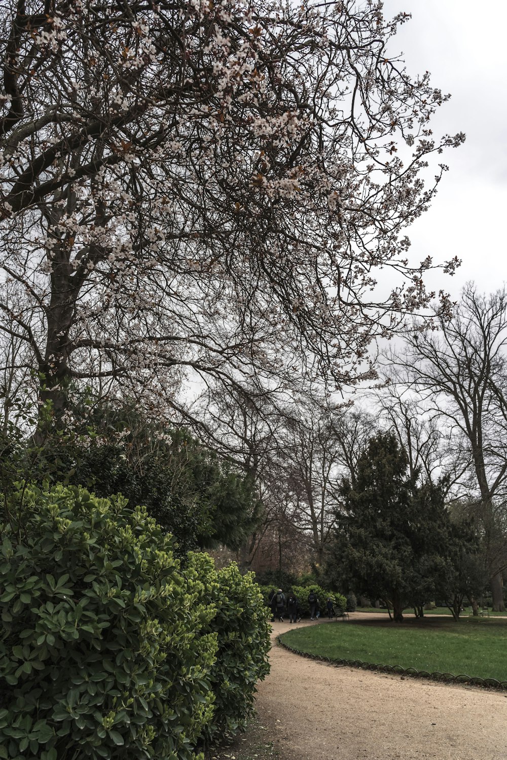 a path through a park lined with trees and bushes