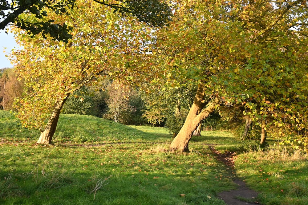 a path in the middle of a lush green field