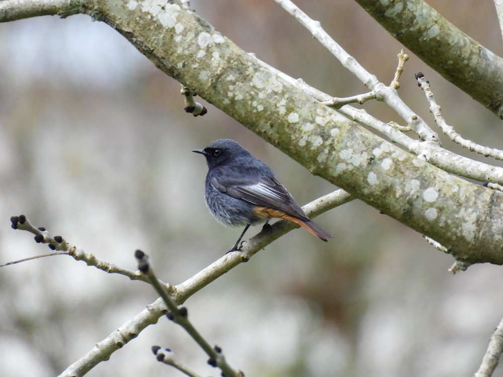 a small bird perched on a tree branch