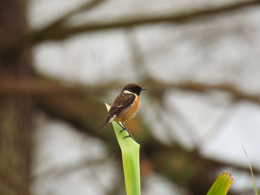 a small bird sitting on top of a green plant