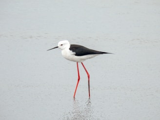 The black winged stilt(or échasse blanche)