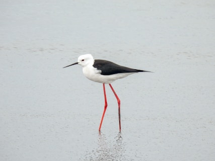 The black winged stilt(or échasse blanche)