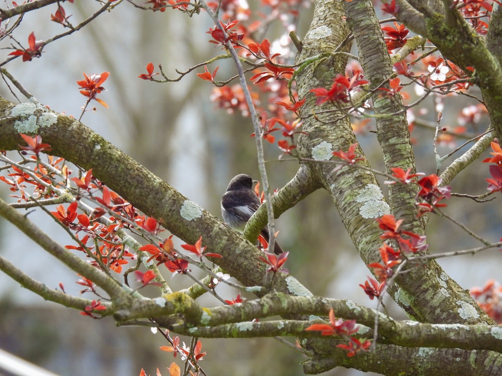 a small bird sitting on a branch of a tree