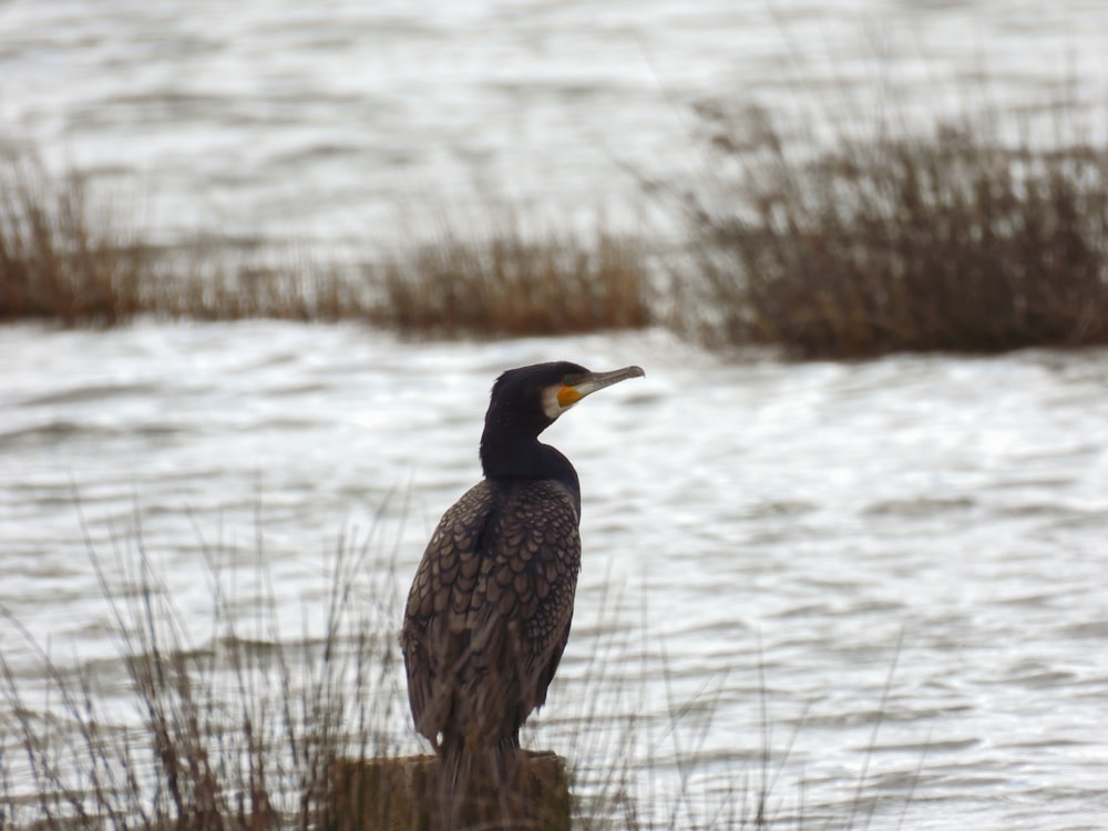 a bird is sitting on a rock by the water