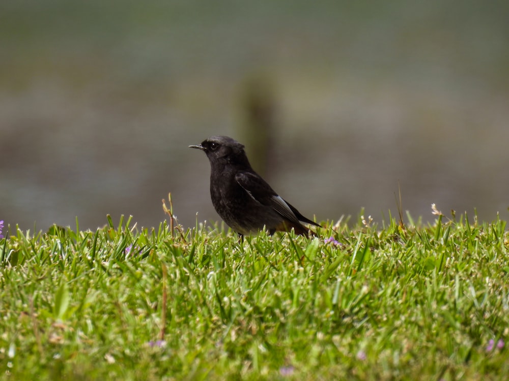 un pájaro negro parado en la cima de un exuberante campo verde