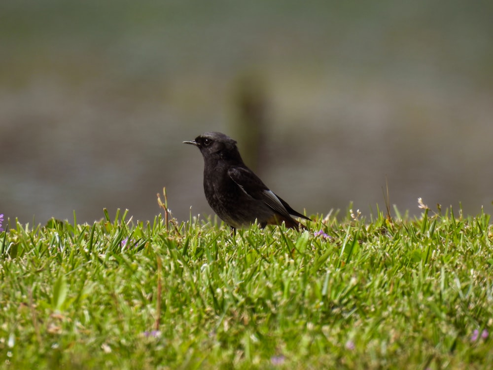 a black bird standing on top of a lush green field