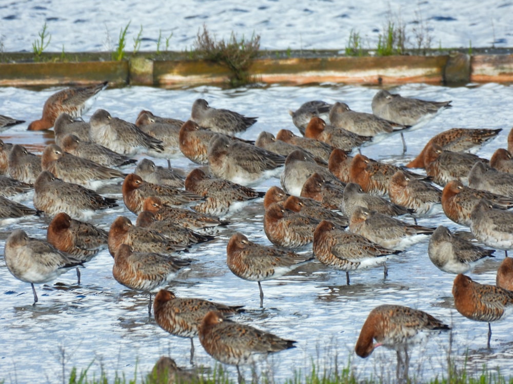 a bunch of birds that are standing in the water