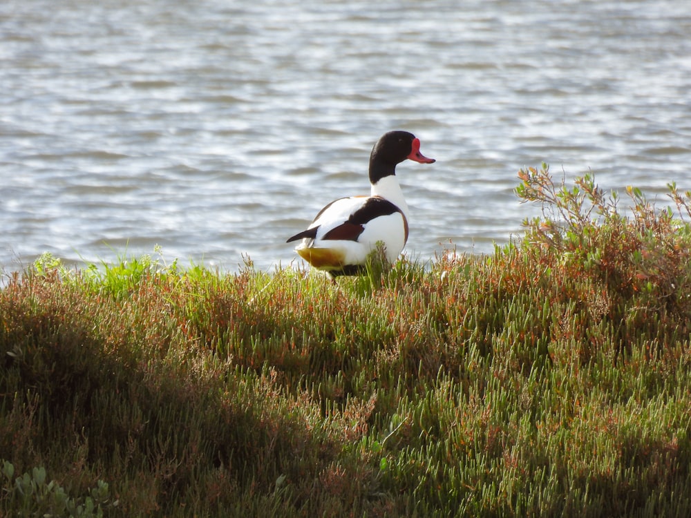 a duck sitting on top of a lush green field