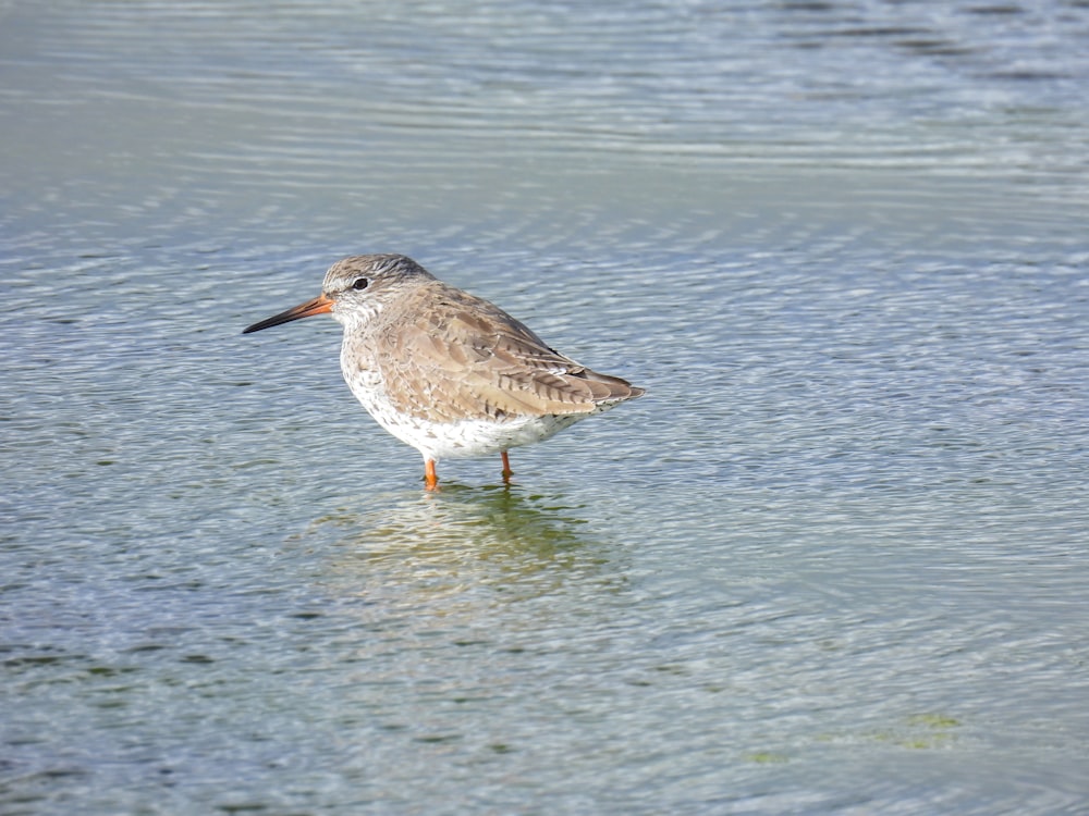 a bird standing in shallow water on a beach