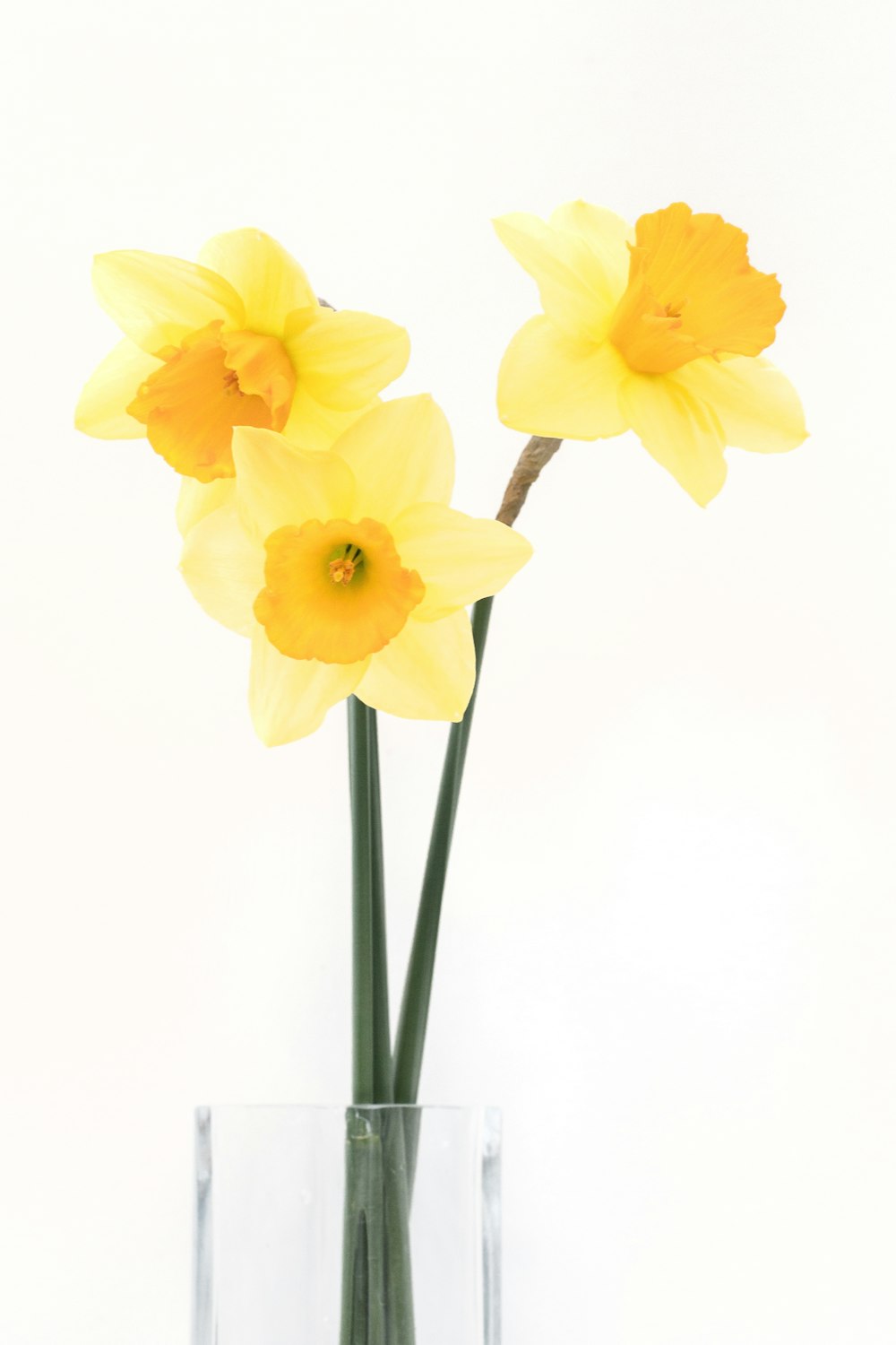 three yellow daffodils in a clear vase