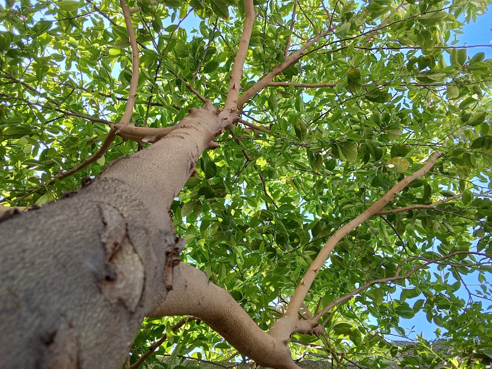 a tree with a very tall trunk and green leaves