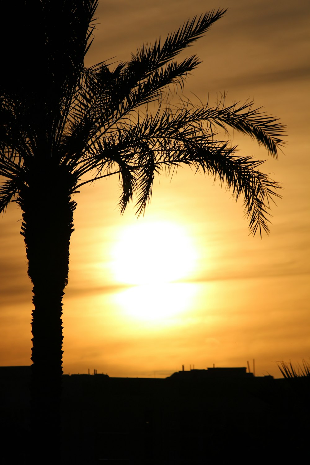 the sun is setting behind a palm tree