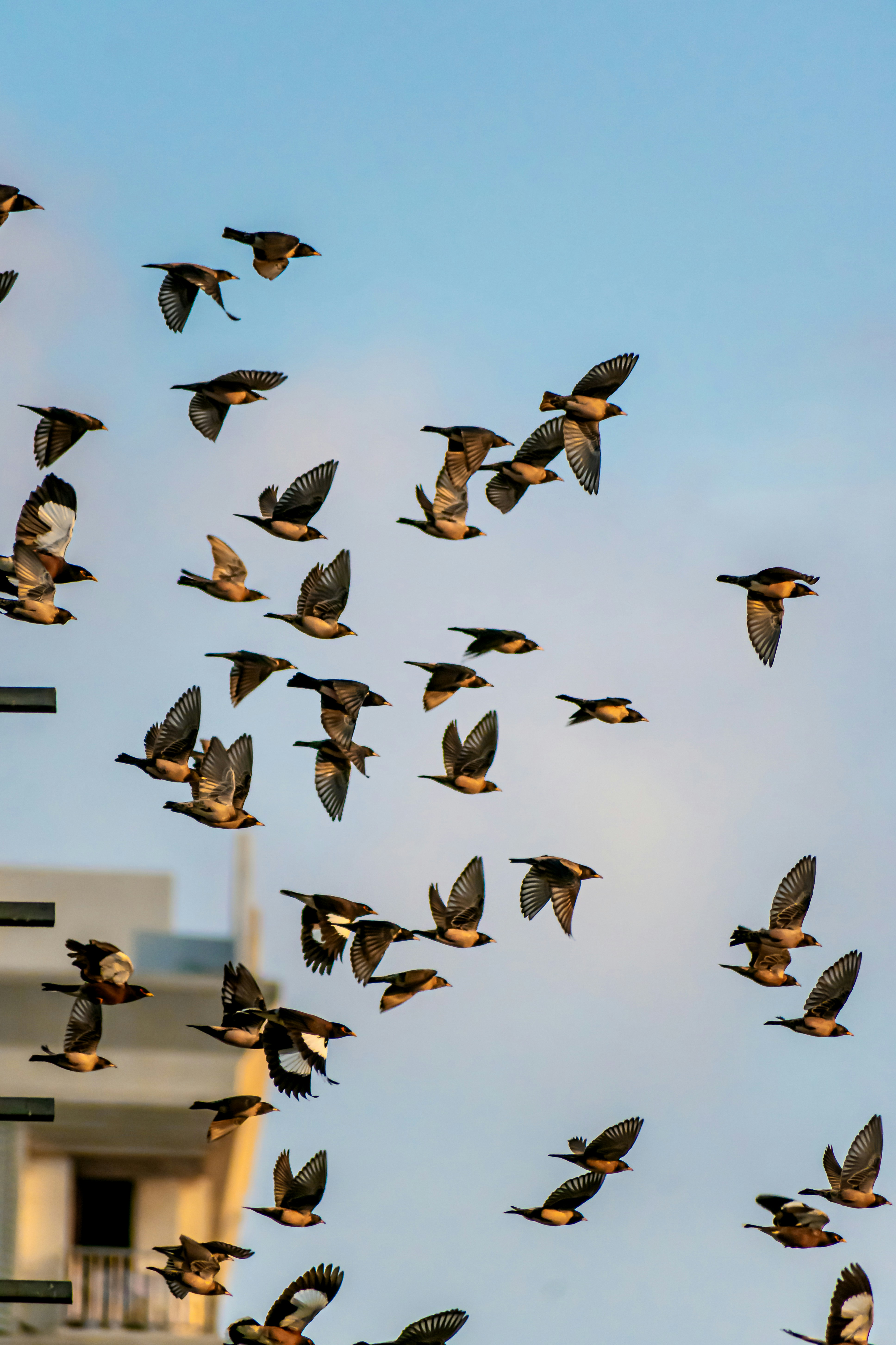 a flock of birds flying through a blue sky