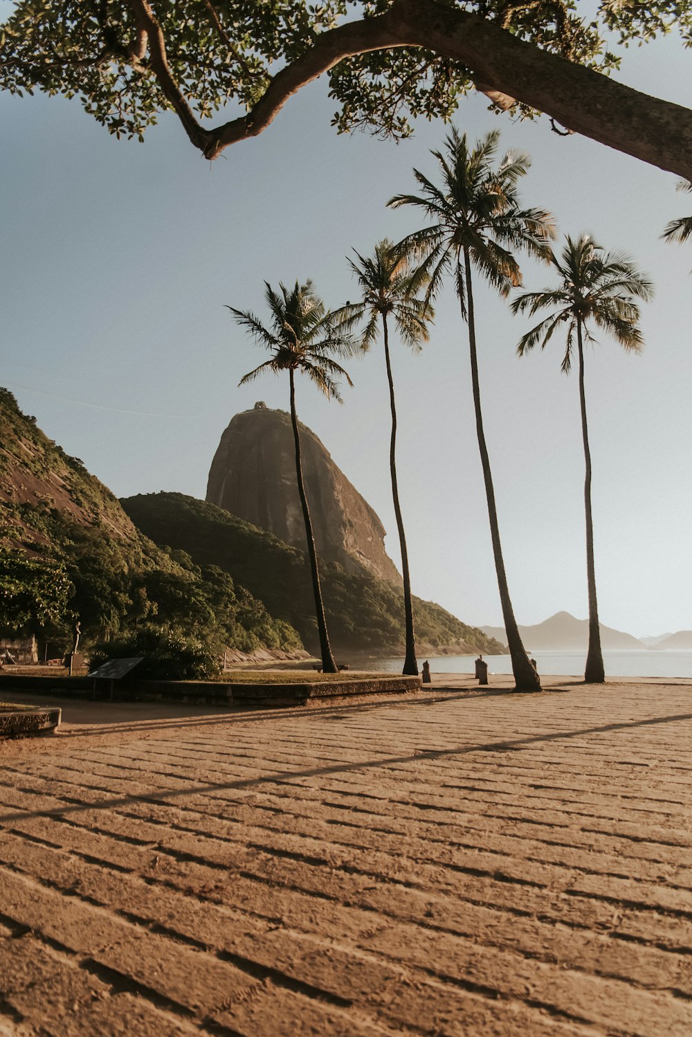 a couple of palm trees sitting on top of a sandy beach