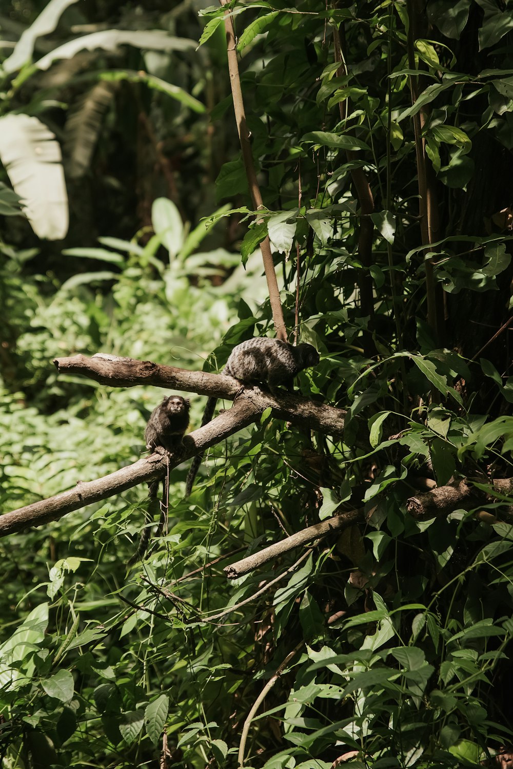 a couple of birds sitting on top of a tree branch