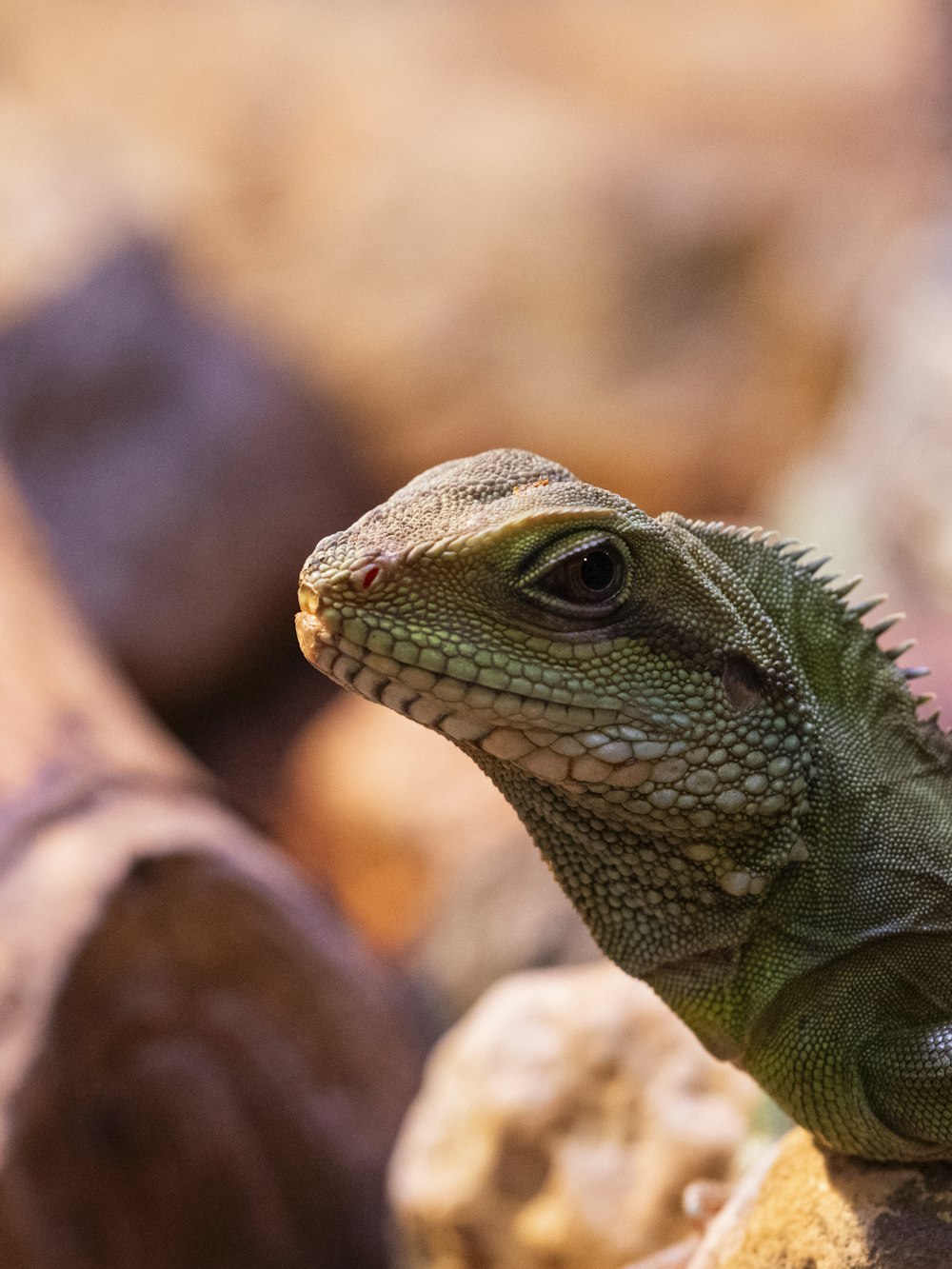 a close up of a lizard on a rock