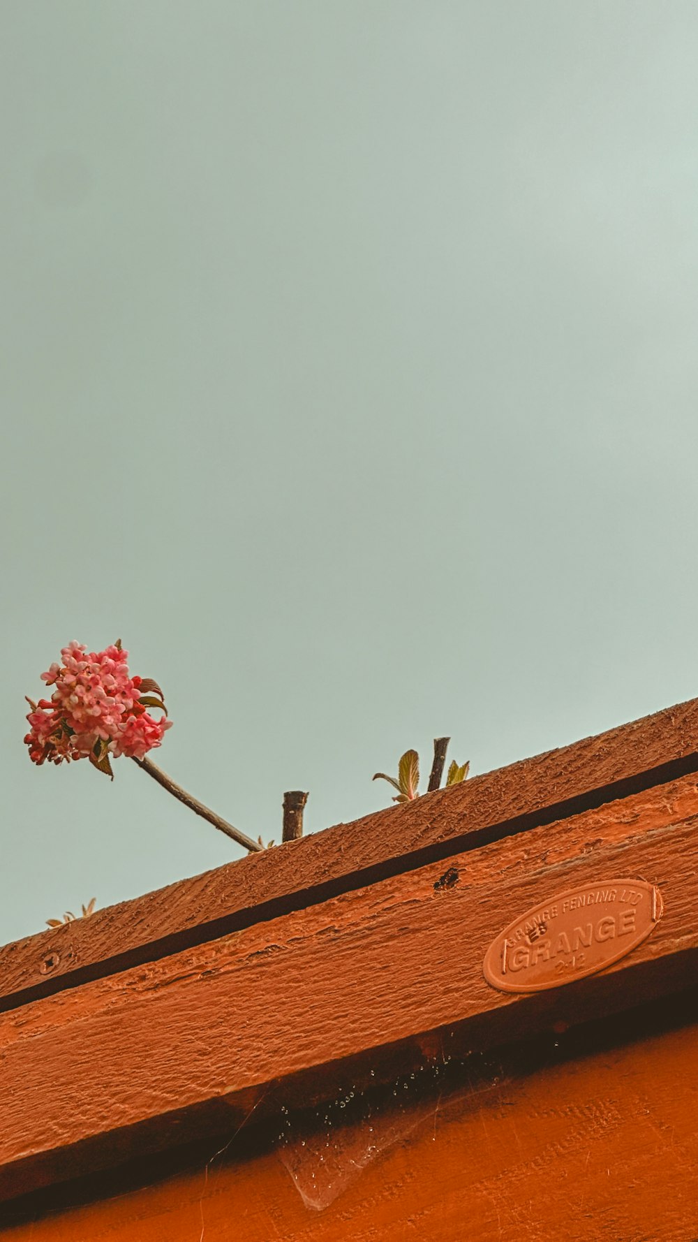 a pink flower on top of a wooden roof