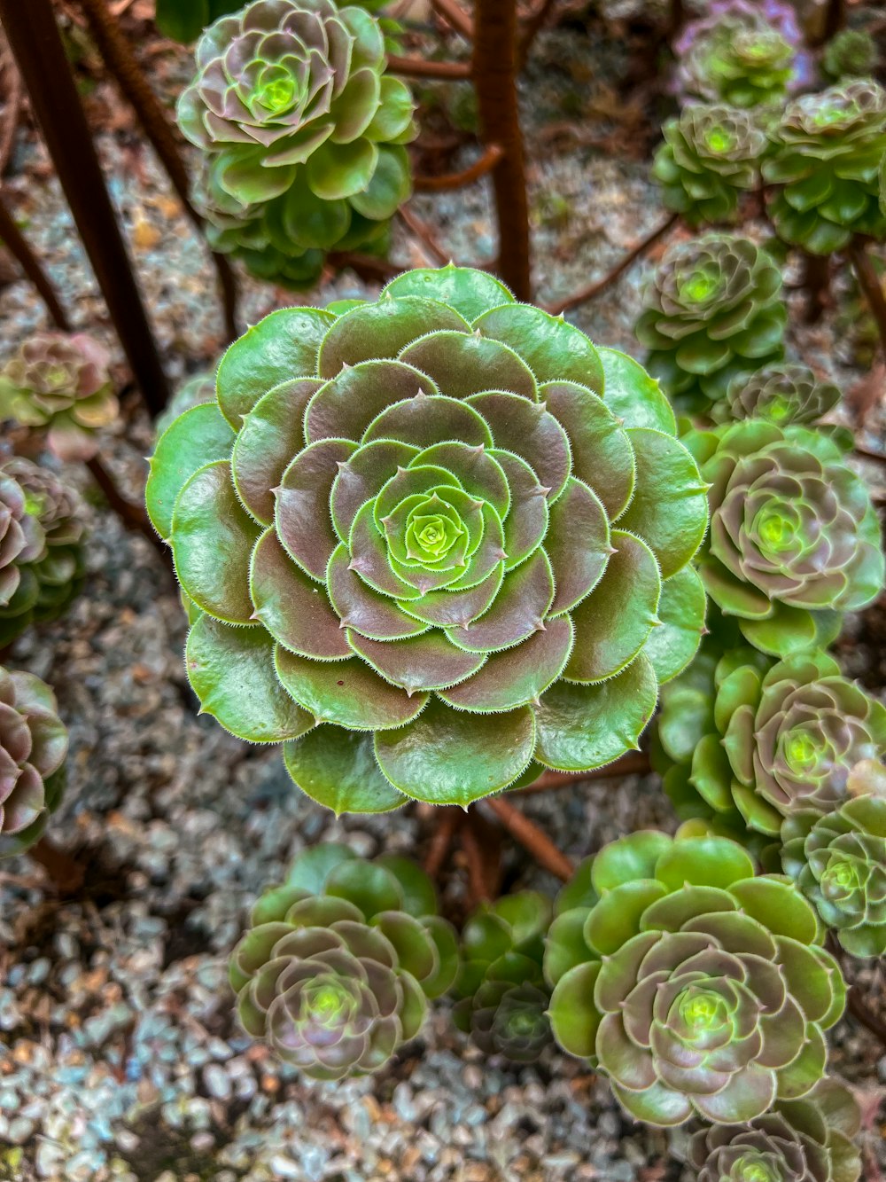 a close up of a succulent plant in a garden