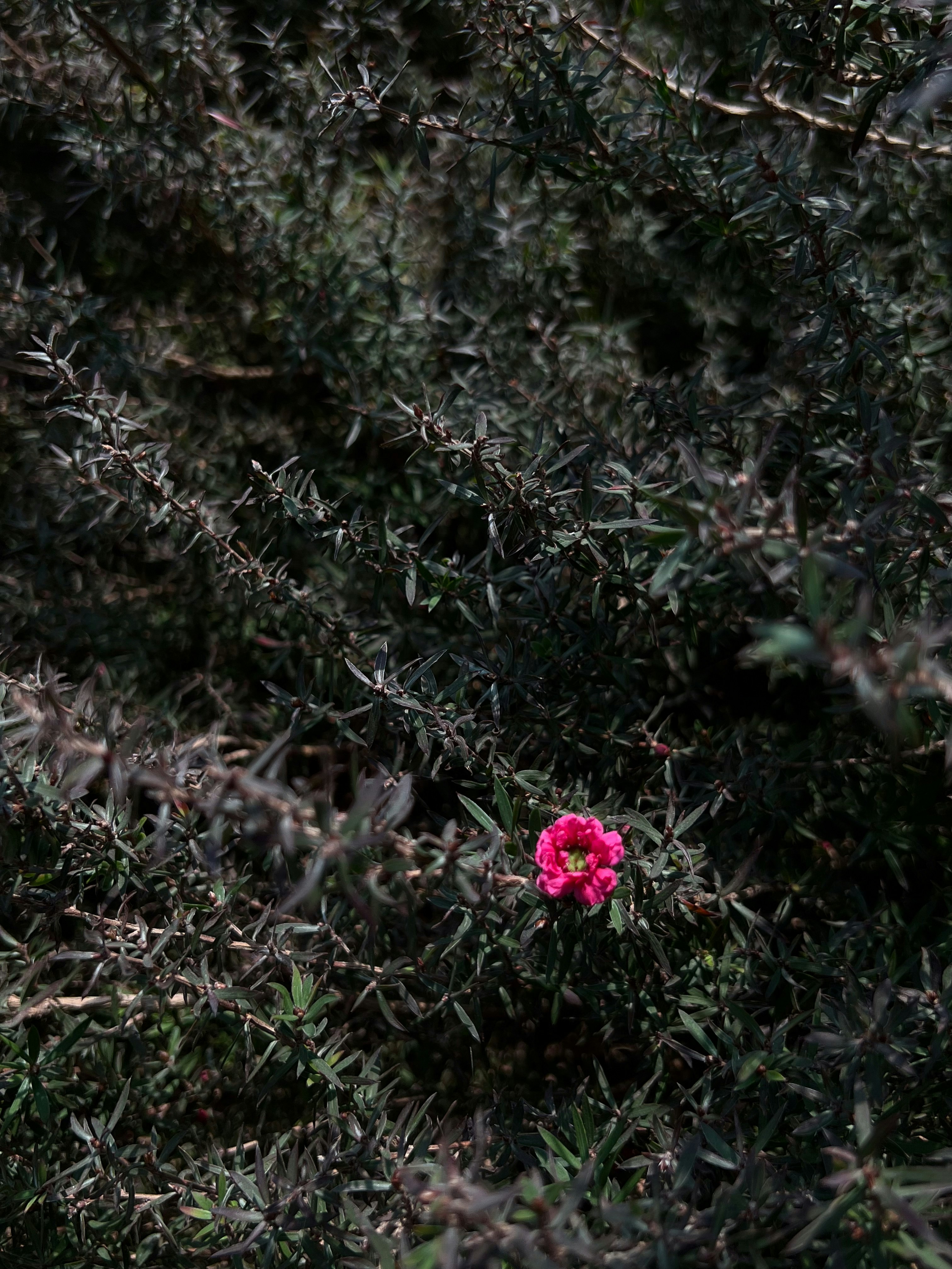 a single pink flower sitting in the middle of a forest