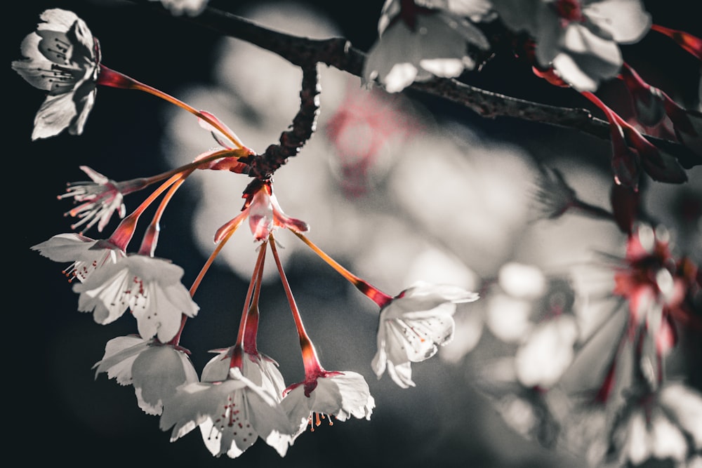 a branch of a tree with white flowers