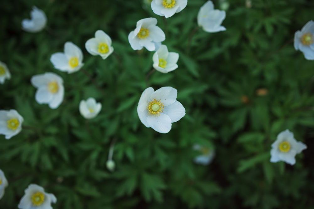 a group of white flowers with yellow centers