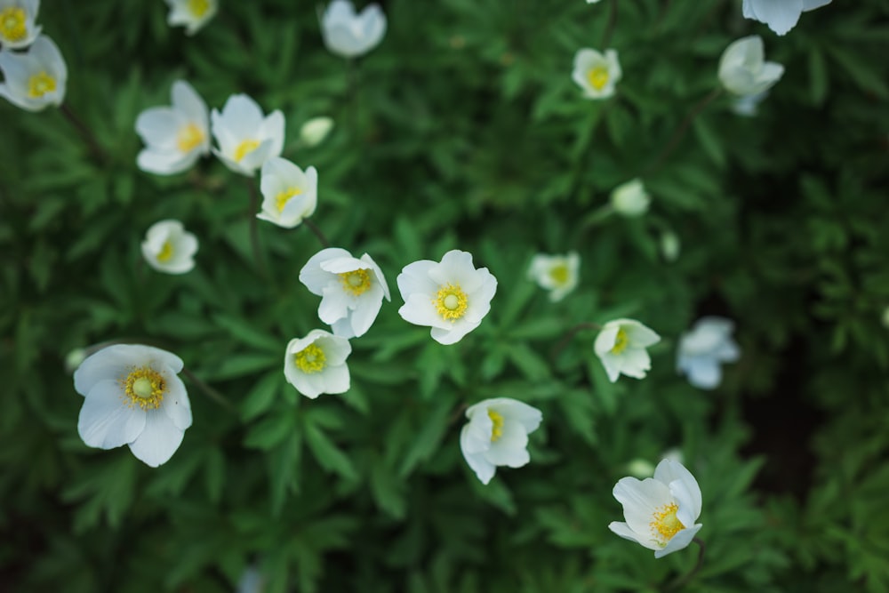 a group of white flowers with yellow centers