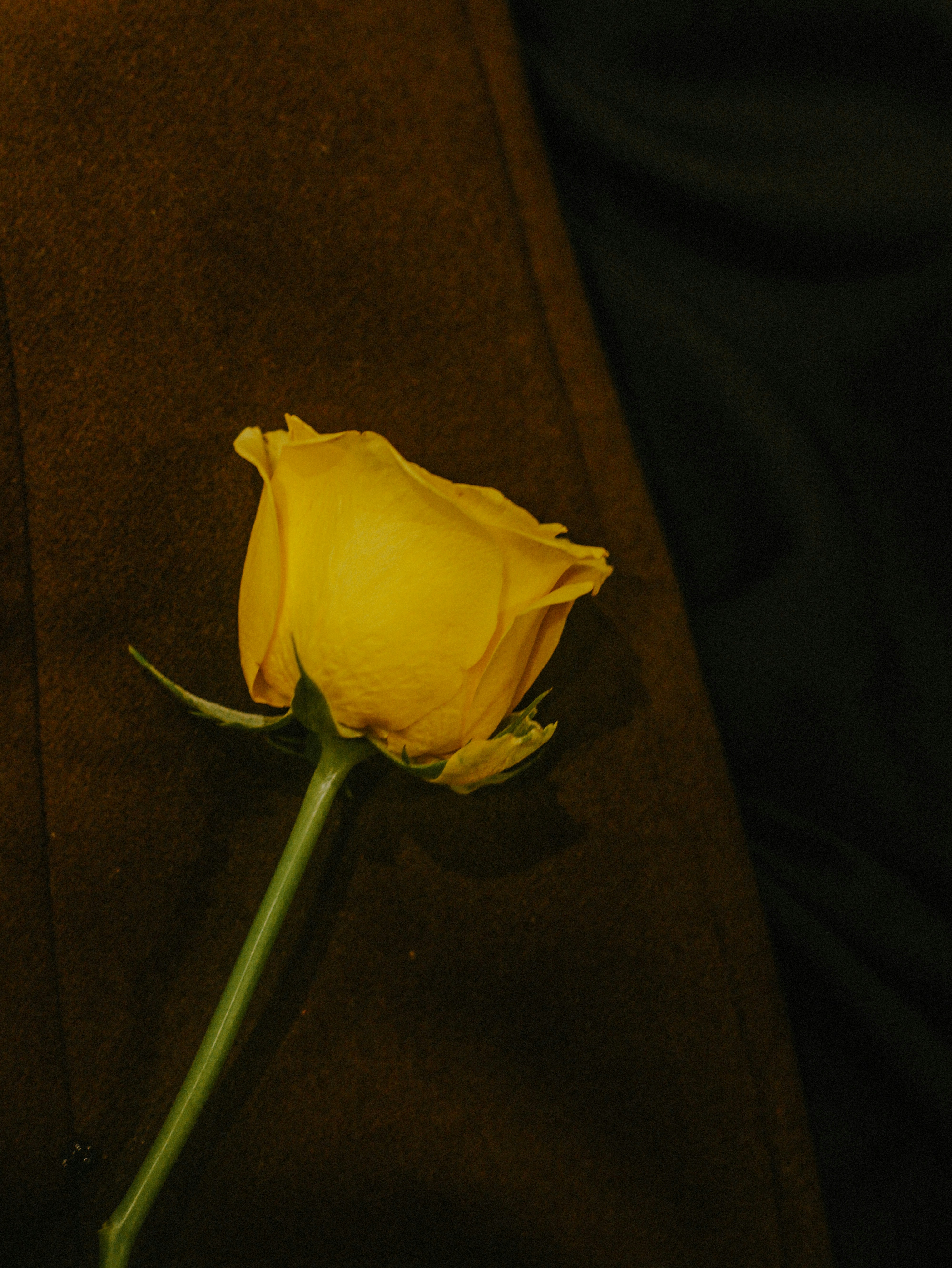 Ramya Palakurthy (@ramya_8080) | Unsplash Photo Community