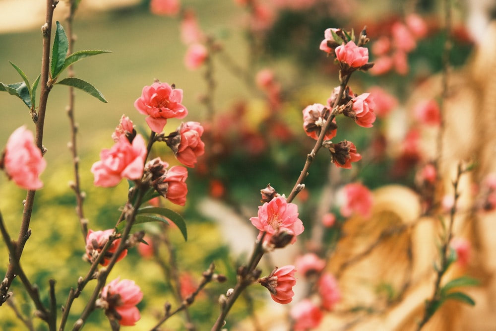 a close up of a bush with pink flowers