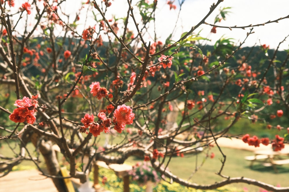 a tree filled with lots of red flowers