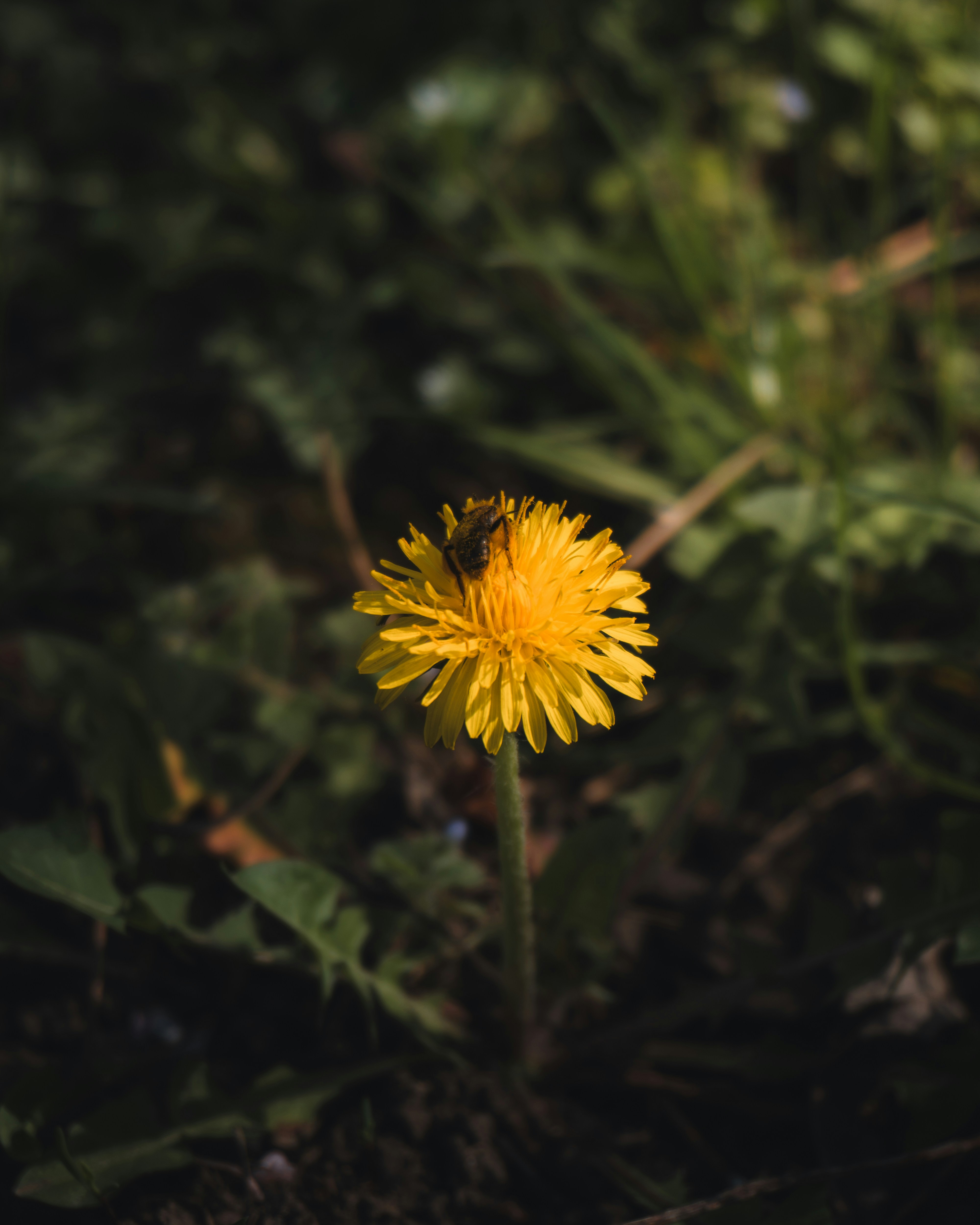 Photo by puskas_dominik