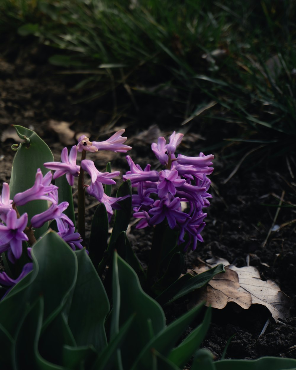 a group of purple flowers sitting on top of a dirt ground