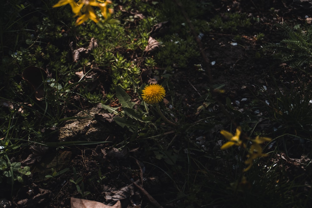 a yellow dandelion sitting in the middle of a forest