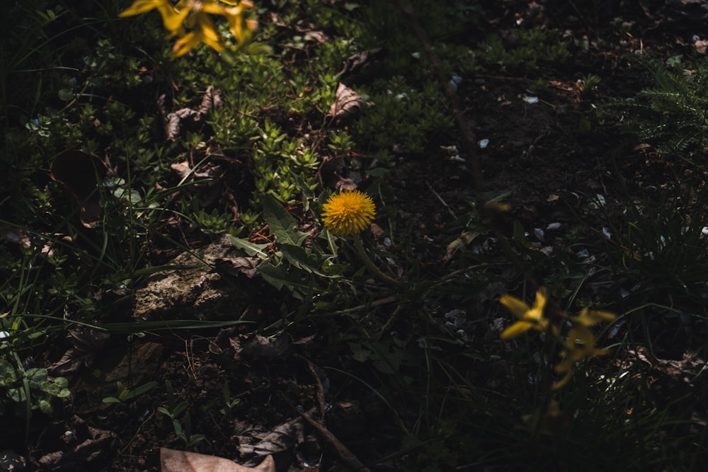 un diente de león amarillo sentado en medio de un bosque