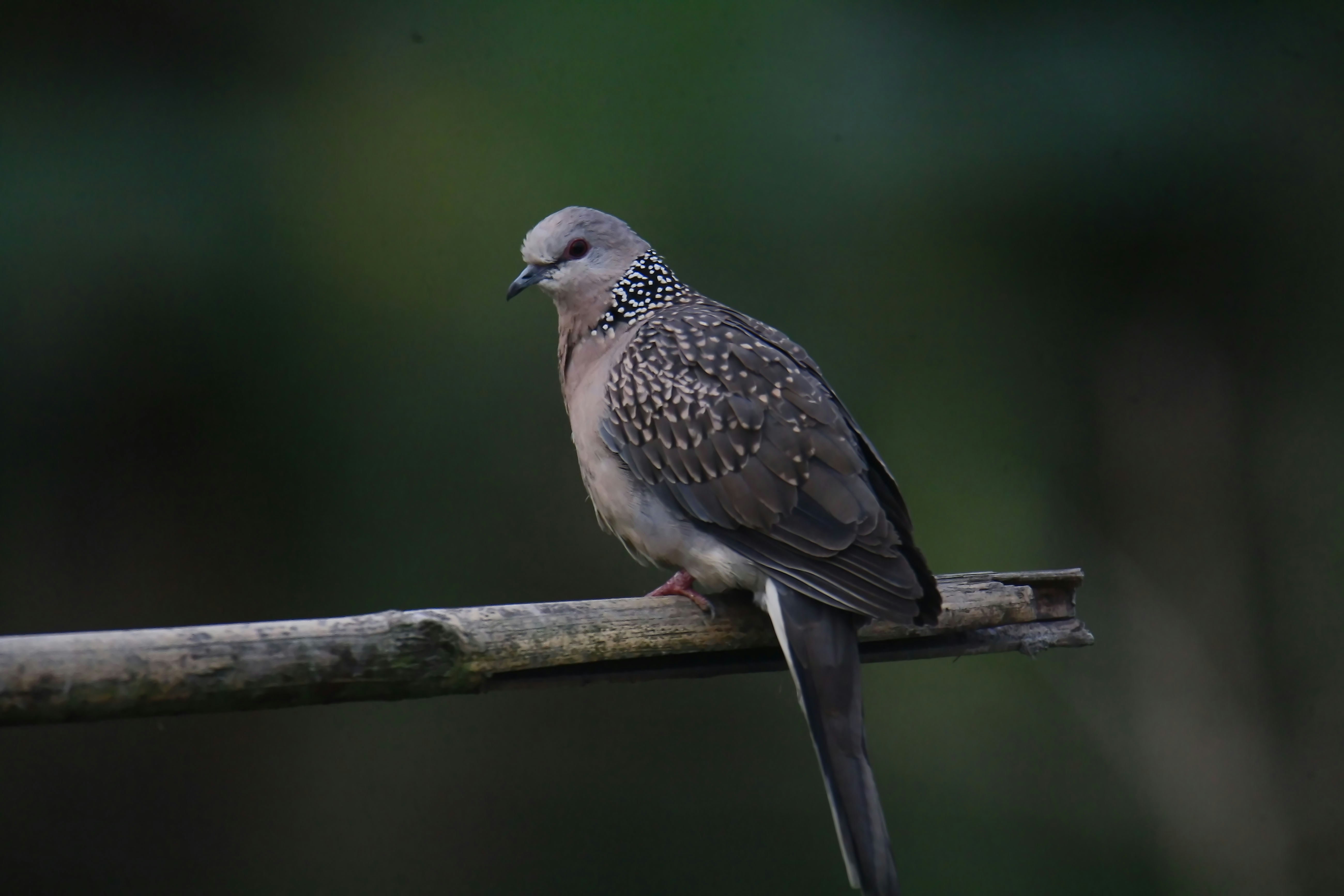 Photo by sylvester_123