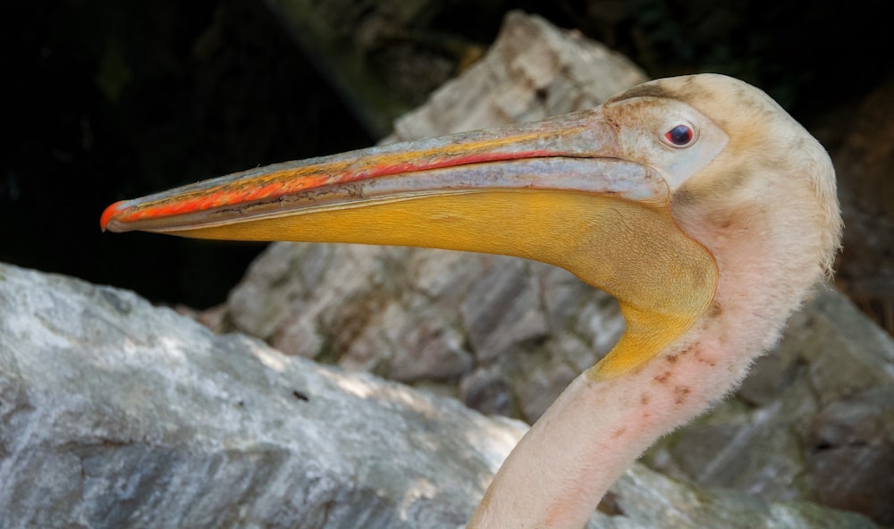 a close up of a bird with a long beak