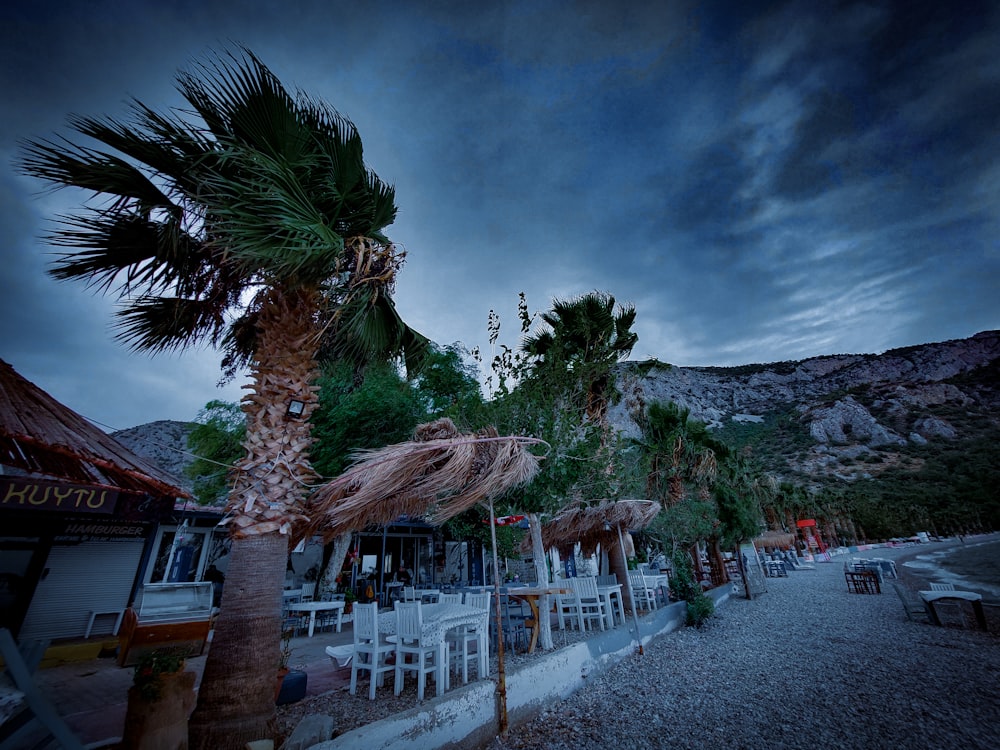 a palm tree sitting next to a sandy beach