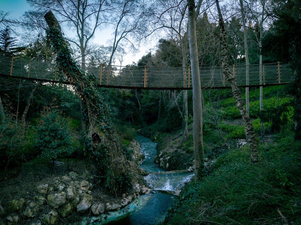 a bridge over a stream in a forest